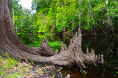 Cypress-Knees-Hog-Island