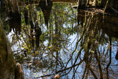Cypress-Reflections