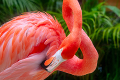 Flamingo-Scratching-Himself