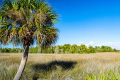 Marsh