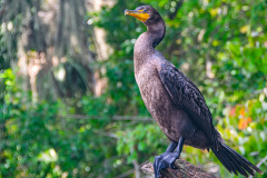 Rainbow-River-Cormorant