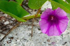 Shell-Key-Beach-Morning-Glory